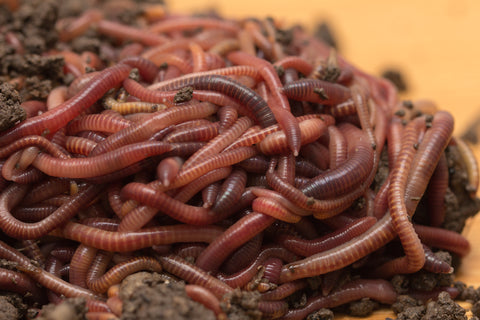 Worm Castings